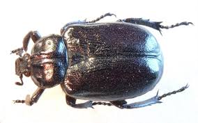 Attēlu rezultāti vaicājumam “Gnorimus variabilis”