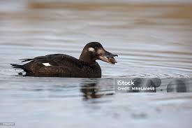 Attēlu rezultāti vaicājumam “Melanitta fusca”