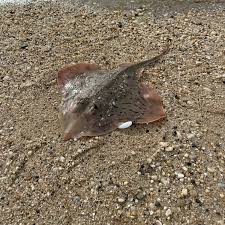 Image result for Dipturus laevis