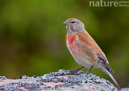 Attēlu rezultāti vaicājumam “Carduelis carduelis adult”