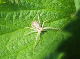 Attēlu rezultāti vaicājumam “Philodromidae”