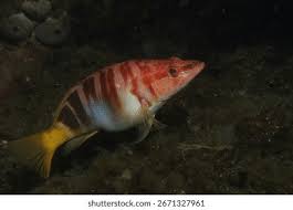 Image result for Serranus scriba
