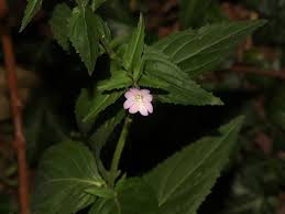 Attēlu rezultāti vaicājumam “Epilobium montanum flower”