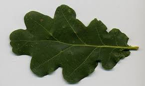 Attēlu rezultāti vaicājumam “Quercus robur Fastigiata leaf”