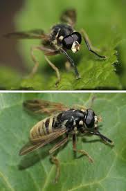 Attēlu rezultāti vaicājumam “Temnostoma vespiforme”