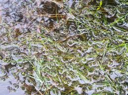 Attēlu rezultāti vaicājumam “Calliergon giganteum”