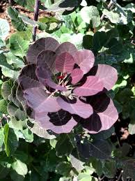 Attēlu rezultāti vaicājumam “Cotinus coggygria leaf”