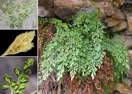 Attēlu rezultāti vaicājumam “Asplenium ruta-muraria”