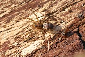 Attēlu rezultāti vaicājumam “Neriene montana”