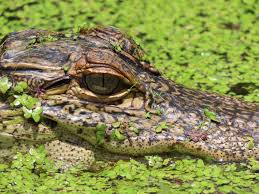 Image result for Alligator mississippiensis