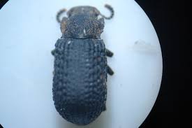 Attēlu rezultāti vaicājumam “Bolitophagus reticulatus imago”