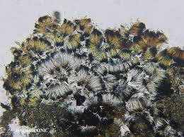 Attēlu rezultāti vaicājumam “Opegrapha rufescens”