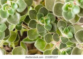 Image result for Aichryson