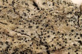 Attēlu rezultāti vaicājumam “Cliostomum corrugatum”