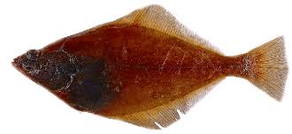 Image result for Parophrys vetulus