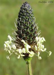 Attēlu rezultāti vaicājumam “Plantago lanceolata flower”