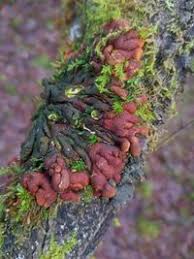 Attēlu rezultāti vaicājumam “Hypocreopsis lichenoides”
