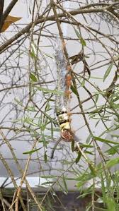 Attēlu rezultāti vaicājumam “Acronicta leporina larva”