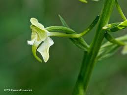 Attēlu rezultāti vaicājumam “Platanthera chlorantha flower”