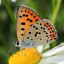 Attēlu rezultāti vaicājumam “Lycaena alciphron female”