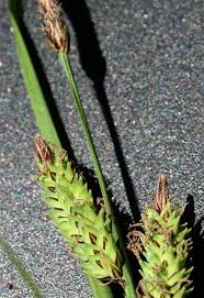 Attēlu rezultāti vaicājumam “Carex arenaria  fruit”