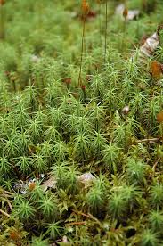 Attēlu rezultāti vaicājumam “Polytrichum juniperinum”