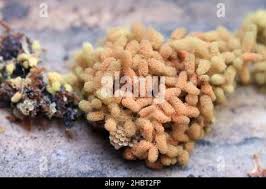 Attēlu rezultāti vaicājumam “Heterotrichia ferruginea (syn. Arcyria ferruginea)”