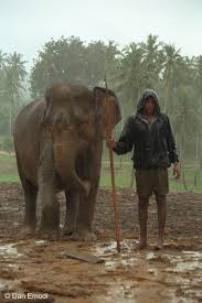 Image result for pinawella