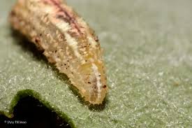 Attēlu rezultāti vaicājumam “Syrphus sp.”