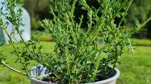 Attēlu rezultāti vaicājumam “Cytisus scoparius leaf”