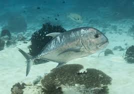 Image result for Caranx ignobilis