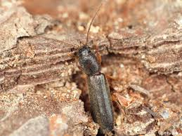 Attēlu rezultāti vaicājumam “Nothorhina punctata”