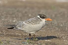 Attēlu rezultāti vaicājumam “Hydroprogne caspia”