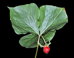 Attēlu rezultāti vaicājumam “Trichophorum alpinum fruit”