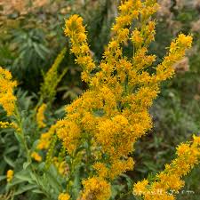 Attēlu rezultāti vaicājumam “Solidago canadensis”