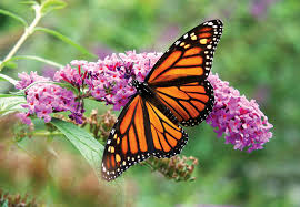 Image result for monarch butterfly