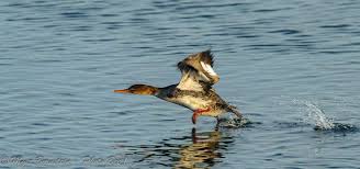 Attēlu rezultāti vaicājumam “Mergus serrator female”