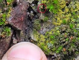 Attēlu rezultāti vaicājumam “Hemitrichia sordivesiculosa macro”