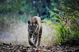 Image result for BERKSHIRE TIGERS THAI