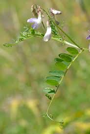 Attēlu rezultāti vaicājumam “Vicia sylvatica”