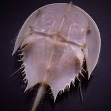 Image result for Limulus polyphemus
