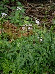 Attēlu rezultāti vaicājumam “Cardamine bulbifera flower”