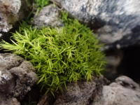 Attēlu rezultāti vaicājumam “Timmia megapolitana”