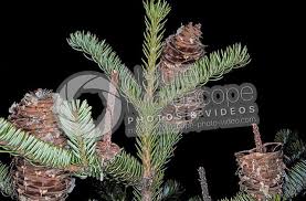 Attēlu rezultāti vaicājumam “Abies alba”