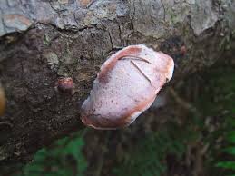 Attēlu rezultāti vaicājumam “Leptoporus mollis”