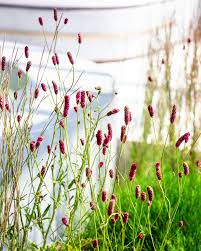 Attēlu rezultāti vaicājumam “Sanguisorba officinalis”
