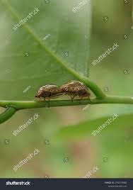 Attēlu rezultāti vaicājumam “Cribraria cancellata young”