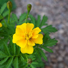 Attēlu rezultāti vaicājumam “Tagetes”