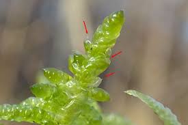 Attēlu rezultāti vaicājumam “Pseudoscleropodium purum”