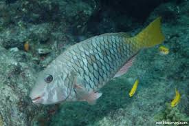 Image result for Sparisoma rubripinne